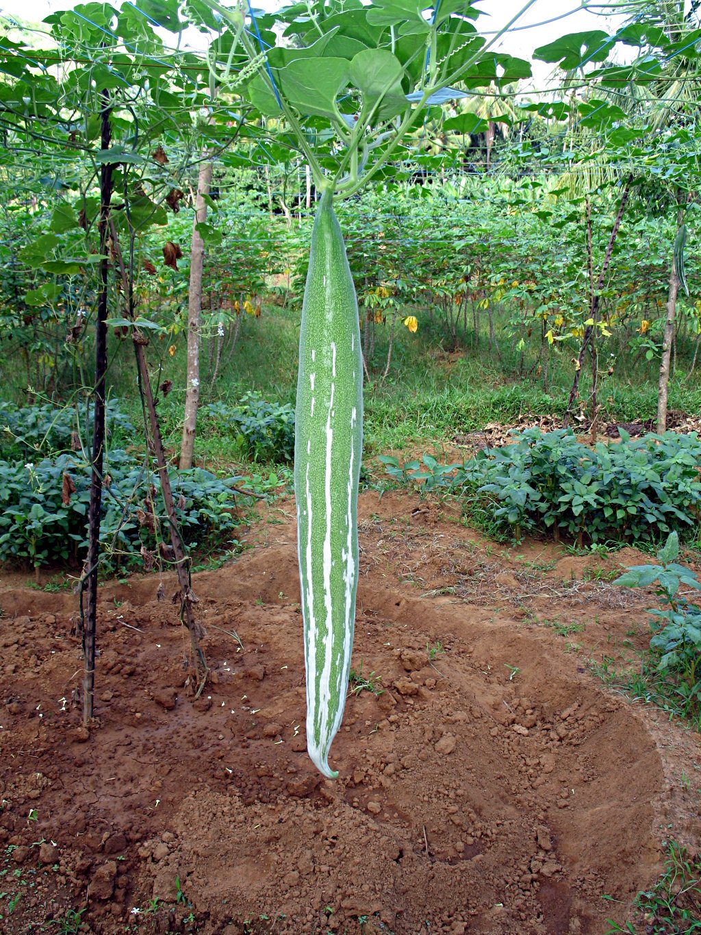 trichosanthes_cucumerina_aka_snake_gourd