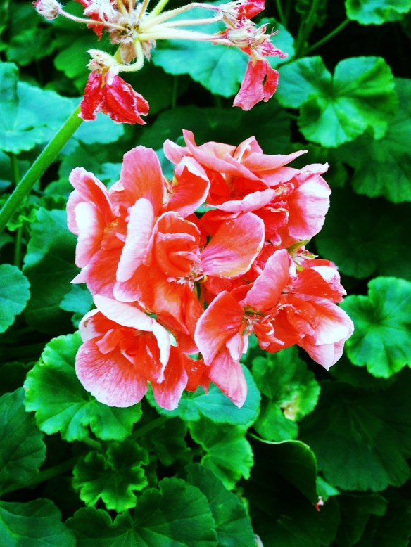 8284204814_0f9ee4ba21_o