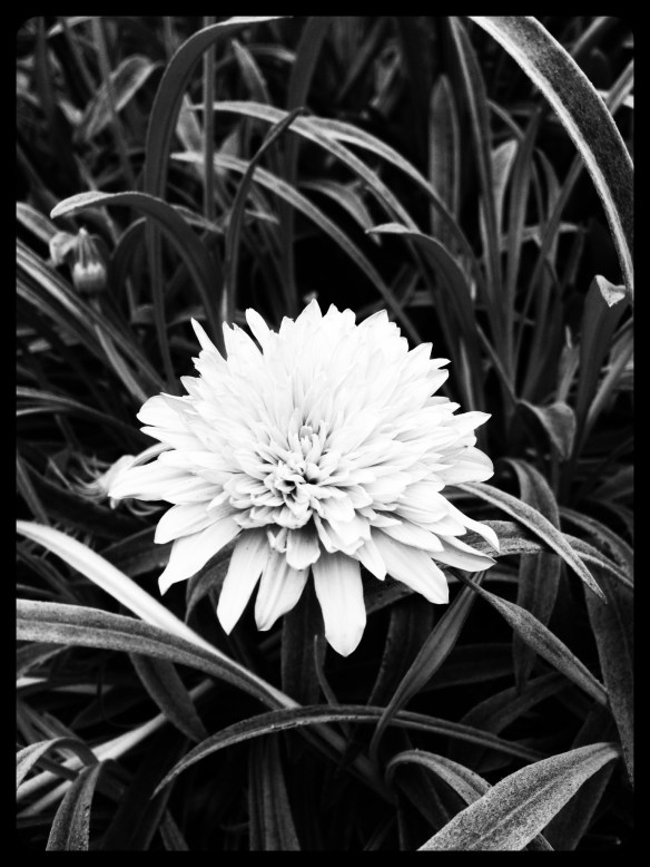 8284205996_1ea034ae7a_o